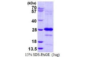 Image no. 1 for Pallidin Homolog (PLDN) (full length) protein (His tag) (ABIN1098241)