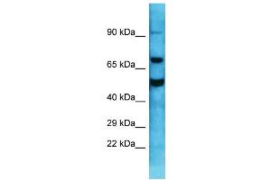 Image no. 1 for anti-Guanine Nucleotide Binding Protein Like Protein 1 (GNL1) (C-Term) antibody (ABIN2785865)