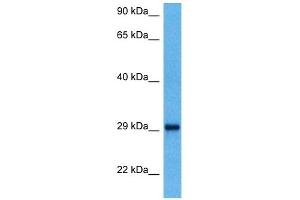 Image no. 2 for anti-14-3-3 theta (YWHAQ) (N-Term) antibody (ABIN2792144)