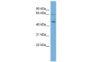 Image no. 1 for anti-Ankyrin Repeat and SOCS Box-Containing 3 (ASB3) (Middle Region) antibody (ABIN2787365)
