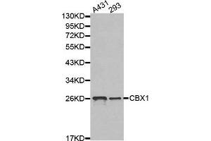 Western blot analysis of extracts of various cell lines, using CBX1 antibody.