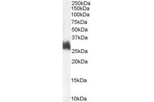 Image no. 1 for anti-FOS-Like Antigen 1 (FOSL1) (Internal Region) antibody (ABIN185649)