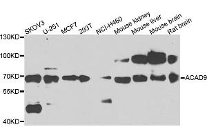 Image no. 1 for anti-Acyl-CoA Dehydrogenase Family, Member 9 (ACAD9) antibody (ABIN2736214)