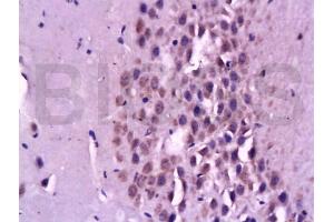 NeuN antibody  (AA 51-150)