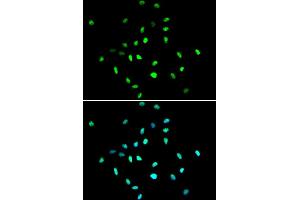 Image no. 6 for anti-Histone Deacetylase 1 (HDAC1) (N-Term) antibody (ABIN3020754)