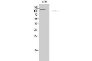 Image no. 1 for anti-Splicing Factor, Arginine/serine-Rich 14 (SFRS14) (Internal Region) antibody (ABIN3186925)