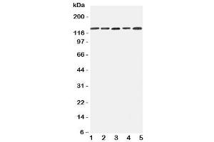 Image no. 2 for anti-Integrin, alpha 7 (ITGA7) (C-Term) antibody (ABIN3031402)