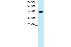 Image no. 1 for anti-BarH-Like Homeobox 2 (BARHL2) (Middle Region) antibody (ABIN2779393)