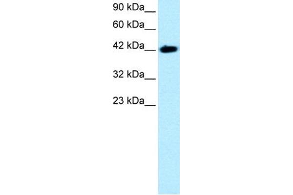 anti-BarH-Like Homeobox 2 (BARHL2) (Middle Region) antibody