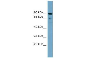 Image no. 1 for anti-Solute Carrier Family 26, Member 9 (Slc26a9) (Middle Region) antibody (ABIN2781706)