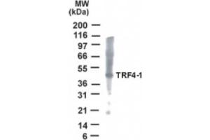 Image no. 1 for anti-PAP Associated Domain Containing 7 (PAPD7) (AA 447-462) antibody (ABIN2470063)