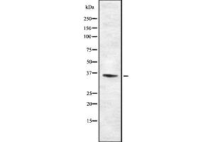 Image no. 1 for anti-Taste Receptor, Type 2, Member 46 (TAS2R46) antibody (ABIN6265465)