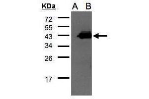 Image no. 2 for anti-Cyclin D-Type Binding-Protein 1 (CCNDBP1) (C-Term) antibody (ABIN2856378)