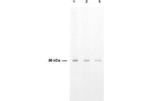 Image no. 2 for anti-Thymidylate Synthetase (TYMS) antibody (ABIN107487)
