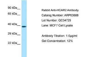 Image no. 1 for anti-Hydroxycarboxylic Acid Receptor 2 (HCAR2) (C-Term) antibody (ABIN2789654)
