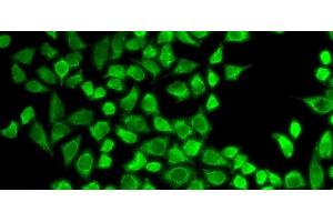 Immunofluorescence analysis of HeLa cells using CD127 Polyclonal Antibody