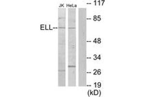 Image no. 1 for anti-Elongation Factor RNA Polymerase II (ELL) (AA 91-140) antibody (ABIN1533785)