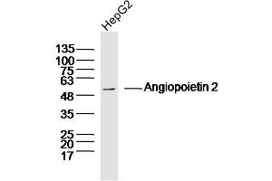 Image no. 2 for anti-Angiopoietin 2 (ANGPT2) (AA 401-496) antibody (ABIN671781)