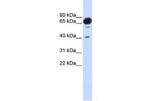 Image no. 1 for anti-Mannosidase, Alpha, Class 1A, Member 2 (MAN1A2) (Middle Region) antibody (ABIN2782731)