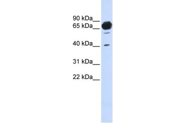 anti-Mannosidase, Alpha, Class 1A, Member 2 (MAN1A2) (Middle Region) antibody