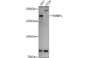 TARBP1 antibody