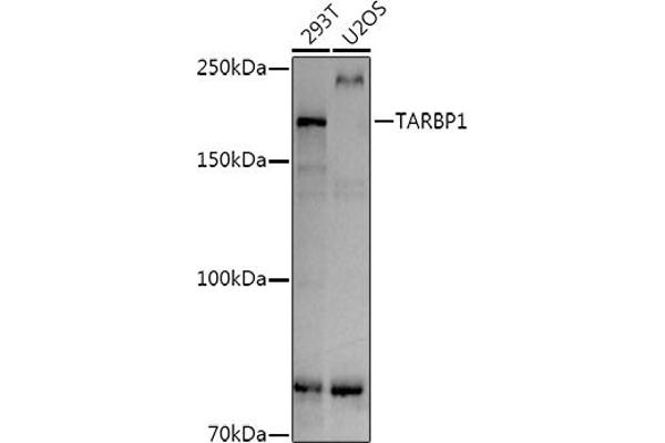 TARBP1 Antikörper