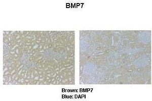 Image no. 3 for anti-Bone Morphogenetic Protein 7 (BMP7) (N-Term) antibody (ABIN2779568)
