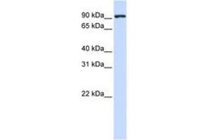 Image no. 1 for anti-Melanoma Inhibitory Activity Protein 2 (MIA2) (AA 540-589) antibody (ABIN6740688)