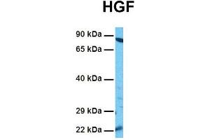 Image no. 5 for anti-Hepatocyte Growth Factor (Hepapoietin A, Scatter Factor) (HGF) (N-Term) antibody (ABIN2781816)