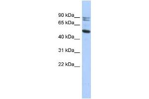 WB Suggested Anti-CAPN10 Antibody Titration: 0.