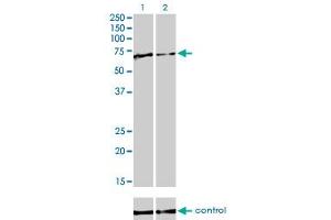 Image no. 2 for anti-Far Upstream Element (FUSE) Binding Protein 1 (FUBP1) (AA 27-136) antibody (ABIN563862)
