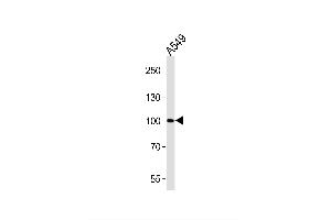 Image no. 1 for anti-Zinc Finger Protein 287 (ZNF287) (AA 124-150), (N-Term) antibody (ABIN1539002)