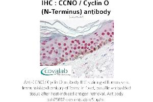 Image no. 1 for anti-Cyclin O (CCNO) antibody (ABIN1732751)