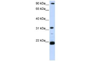 Image no. 1 for anti-Vacuolar-sorting Protein SNF8 (SNF8) (C-Term) antibody (ABIN2787475)
