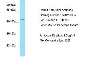 Image no. 1 for anti-Apelin Receptor (APLNR) (C-Term) antibody (ABIN2788291)