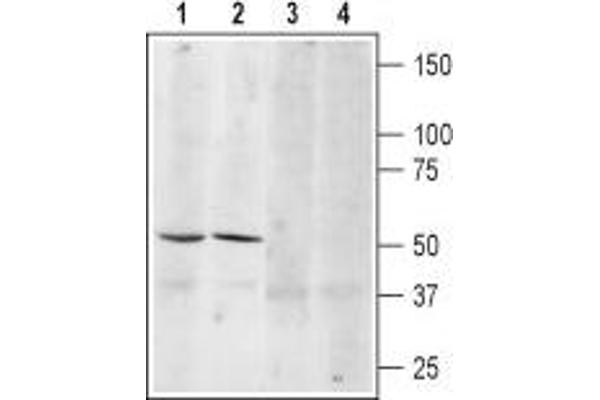 ADRB3 antibody  (2nd Extracellular Loop, Cys186)