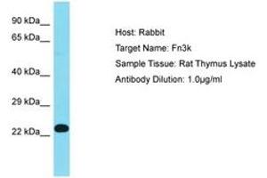Image no. 1 for anti-Fructosamine 3 Kinase (FN3K) (AA 67-116) antibody (ABIN6750390)