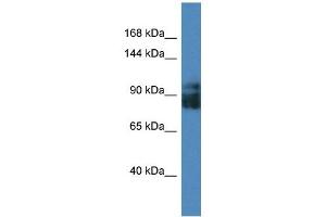 Image no. 1 for anti-Leucine Rich Repeat Containing 8 Family, Member A (LRRC8A) (Middle Region) antibody (ABIN635022)