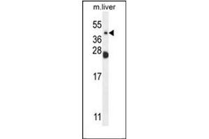 Image no. 2 for anti-Sialidase 4 (NEU4) (AA 430-461), (C-Term) antibody (ABIN954804)