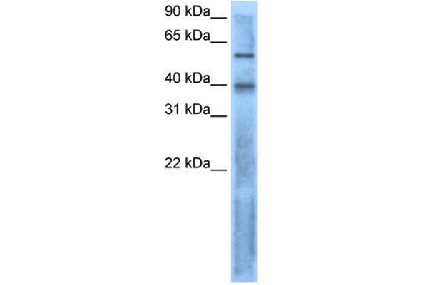 LEFTY2 Antikörper  (N-Term)