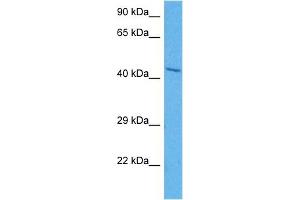 Image no. 2 for anti-Homer Homolog 1 (HOMER1) (N-Term) antibody (ABIN2778652)