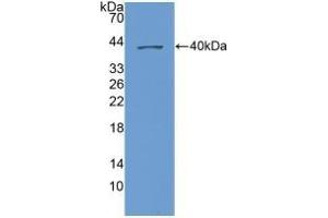 CXCL1 Antikörper  (AA 35-107)