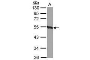 Image no. 2 for anti-Tubulin, beta 2C (TUBB2C) (Internal Region) antibody (ABIN1493535)