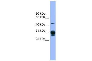 Image no. 1 for anti-Proteasome (Prosome, Macropain) 26S Subunit, Non-ATPase, 9 (PSMD9) (Middle Region) antibody (ABIN929205)