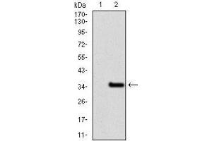 Image no. 6 for anti-Nuclear Receptor Subfamily 6, Group A, Member 1 (NR6A1) (AA 65-118) antibody (ABIN969579)