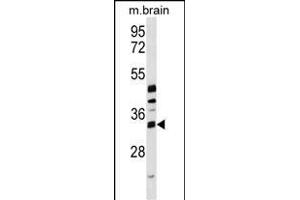 METTL6 Antibody (Center) (ABIN1537936 and ABIN2849857) western blot analysis in mouse brain tissue lysates (35 μg/lane).