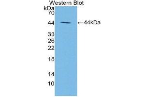 anti-Nischarin (NISCH) (AA 1246-1346) antibody