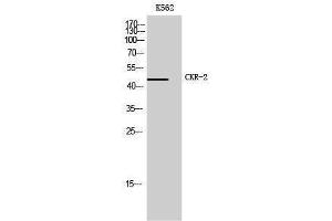 Image no. 1 for anti-Chemokine (C-C Motif) Receptor 2 (CCR2) (C-Term) antibody (ABIN3183928)