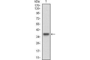 Cyclin E1 anticorps  (AA 307-410)