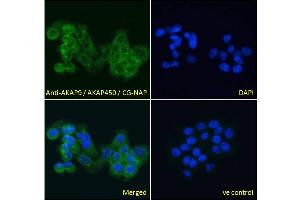 Image no. 1 for anti-A Kinase (PRKA) Anchor Protein (Yotiao) 9 (AKAP9) (C-Term) antibody (ABIN185354)